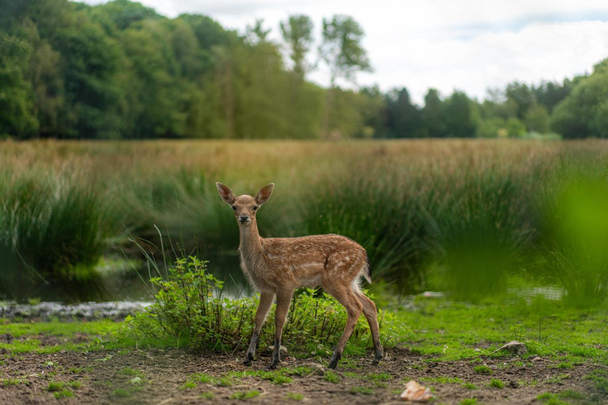 vakantie-hengelhoef Aan de Wolfsberg Exterior foto